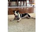 Adopt Travis a White - with Black Staffordshire Bull Terrier / Papillon / Mixed