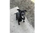 Adopt Luna a Black - with White American Pit Bull Terrier / Labrador Retriever /
