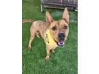 Adopt Tigger a Dutch Shepherd / Staffordshire Bull Terrier / Mixed dog in