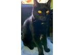 Adopt BRIGHTEYES - Offered by Owner - Sweet Senior! a Black & White or Tuxedo