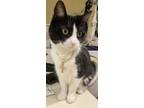 Adopt Bella a Black & White or Tuxedo American Shorthair / Mixed (short coat)