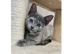 Adopt Kitten Fiona a Tortoiseshell Domestic Shorthair / Mixed (short coat) cat