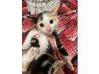 Adopt Zola a Calico or Dilute Calico Domestic Shorthair (short coat) cat in