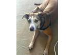 Adopt Ontari a Tan/Yellow/Fawn - with White Husky / Rat Terrier / Mixed dog in