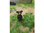 Adopt Miya a Black - with Tan, Yellow or Fawn Doberman Pinscher / Mixed dog in