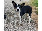 Adopt Rosie a Black - with White Miniature Pinscher / Beagle / Mixed dog in
