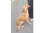 Adopt REBEL a Tan/Yellow/Fawn Labrador Retriever / Golden Retriever / Mixed dog