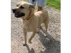 Adopt Aimee a Tan/Yellow/Fawn Terrier (Unknown Type, Medium) / Labrador