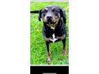 Adopt Millie a Black - with Brown, Red, Golden, Orange or Chestnut Rottweiler /