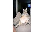 Adopt Johnny and Cash a Spotted Tabby/Leopard Spotted Tabby / Mixed (short coat)