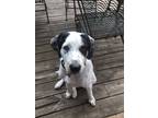 Adopt Ronin a White - with Black Australian Shepherd / Treeing Walker Coonhound