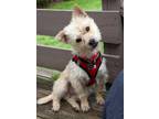 Adopt Ocean a Red/Golden/Orange/Chestnut Terrier (Unknown Type, Small) / Westie
