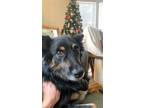 Adopt Rueger (Rue) a Tricolor (Tan/Brown & Black & White) Australian Shepherd /