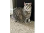 Adopt Sassy a Gray, Blue or Silver Tabby Domestic Shorthair / Mixed (short coat)