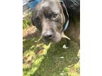 Adopt Kekoa a Black - with White Mastiff / American Pit Bull Terrier / Mixed dog