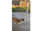 Adopt Kona a Tan/Yellow/Fawn Black Mouth Cur / Mixed dog in Houston