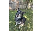 Adopt Luca a Black - with Tan, Yellow or Fawn German Shepherd Dog / Husky /