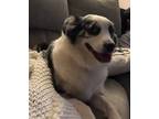 Adopt Hinata a Tricolor (Tan/Brown & Black & White) Australian Shepherd / Border