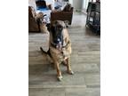 Adopt Baron a Brown/Chocolate - with Black German Shepherd Dog / Mixed dog in
