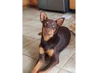 Adopt Ruby a Brown/Chocolate - with Tan Doberman Pinscher / Mixed dog in