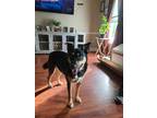 Adopt Bandit a Black - with Tan, Yellow or Fawn Labrador Retriever / German