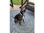 Adopt Nala a Black - with White American Staffordshire Terrier / American Pit