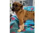 Adopt Nova a Tricolor (Tan/Brown & Black & White) Mountain Cur / Catahoula