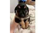 Adopt Mocha a Black - with Tan, Yellow or Fawn Black and Tan Coonhound / Mixed