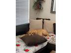 Adopt Daisy a Tan/Yellow/Fawn - with White Black Mouth Cur / Labrador Retriever
