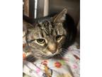 Adopt Alli a Brown Tabby Domestic Shorthair / Mixed cat in Stanhope