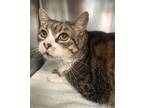 Adopt Deli a Brown Tabby Domestic Shorthair / Mixed (short coat) cat in