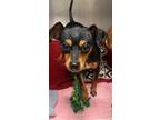 Adopt Sadie a Black - with Tan, Yellow or Fawn Miniature Pinscher / Mixed dog in