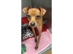 Adopt Nuggets a Tan/Yellow/Fawn Miniature Pinscher / Mixed dog in Stanhope