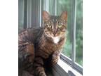 Adopt Carlos a Brown Tabby American Shorthair / Mixed (short coat) cat in