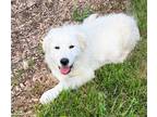 Adopt Pyr Pup a Mixed Breed (Medium) / Mixed dog in Unionville, PA (41475362)