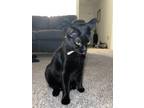 Adopt Sasha a All Black American Shorthair / Mixed (short coat) cat in River