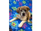 Adopt Niva a Tan/Yellow/Fawn - with White Catahoula Leopard Dog / Australian