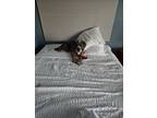 Adopt Harry a Gray/Blue/Silver/Salt & Pepper Schnauzer (Standard) / Mixed dog in