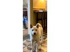 Adopt Matcha a White - with Gray or Silver Shiba Inu / Shiba Inu / Mixed dog in