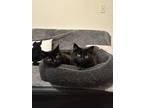Adopt Midnight a All Black Domestic Longhair / Mixed (long coat) cat in Baxter