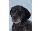 Adopt Cooper a Tricolor (Tan/Brown & Black & White) German Shorthaired Pointer /