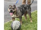 Adopt Xena a Black - with Gray or Silver American Pit Bull Terrier / American
