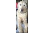 Adopt Moe a Tan/Yellow/Fawn - with Black Labrador Retriever / Poodle (Standard)
