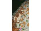 Adopt Henry a Orange or Red (Mostly) Tabby / Mixed (medium coat) cat in