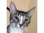 Adopt Flint a Gray, Blue or Silver Tabby Domestic Shorthair (short coat) cat in