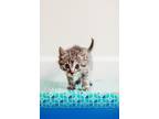 Adopt Blossom a Tan or Fawn Tabby Domestic Shorthair (short coat) cat in Waxhaw