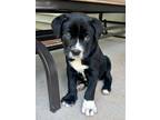 Adopt Sparky a Black - with White Labrador Retriever / Mixed dog in Waxhaw