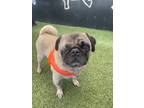 Adopt Buckets a Pug / Mixed dog in Gardena, CA (41474891)