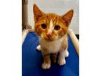 Adopt Madigan a Domestic Shorthair / Mixed (short coat) cat in Tiffin