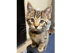 Adopt Cornbread a Domestic Shorthair / Mixed (short coat) cat in Tiffin